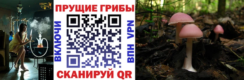 Псилоцибиновые грибы MAGIC MUSHROOMS  продажа наркотиков  Новоульяновск 
